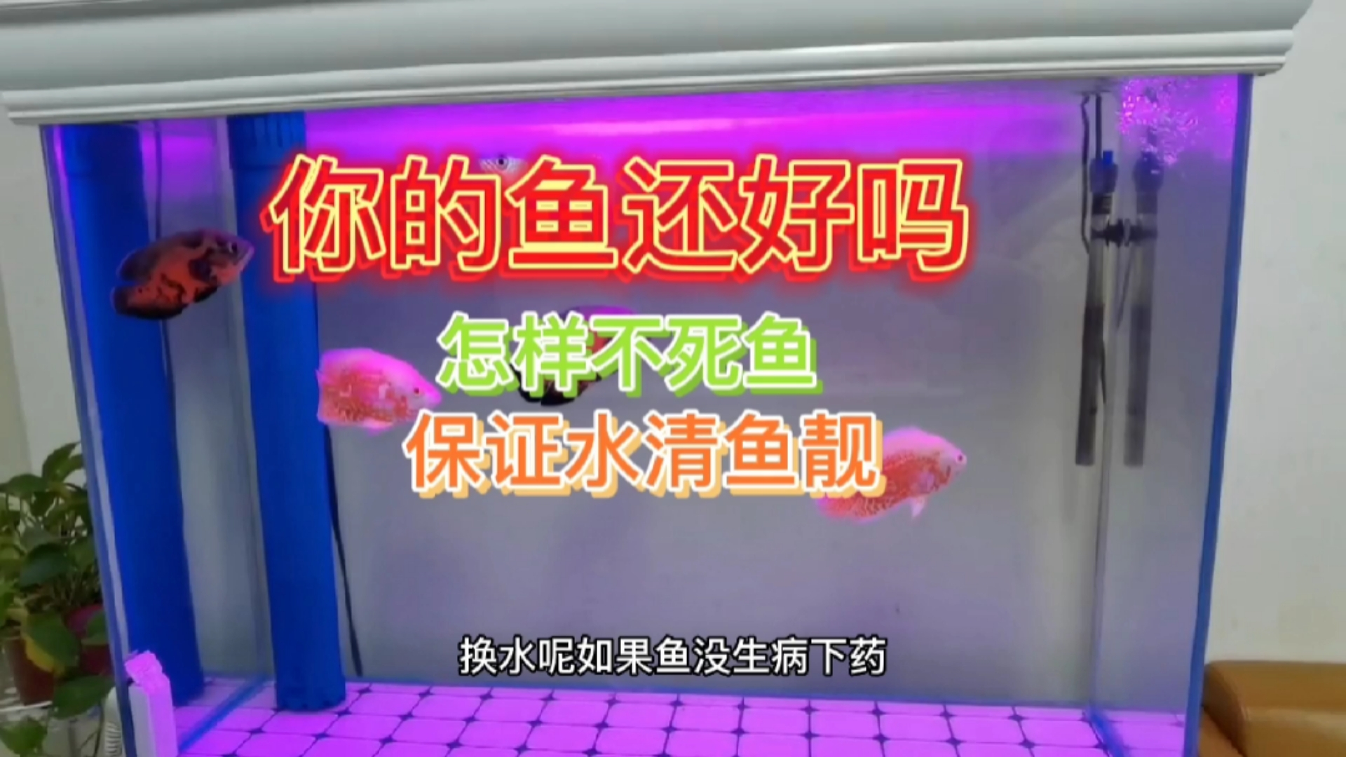 如何保持水清鱼靓不死鱼。底砂过滤的好处,鱼店的鱼能买吗?你被坑过吗?#观赏鱼# #养鱼日记