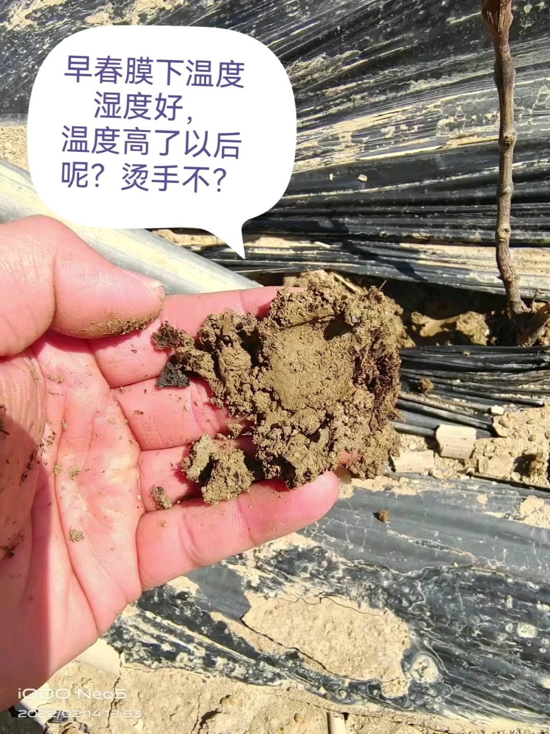 这组葡萄管理照片有太多习惯了却想不到的东西!#春耕那些事#