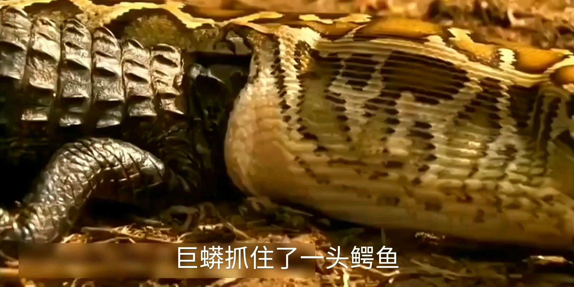   巨蟒生吞鳄鱼,蟒蛇和鳄鱼谁厉害 你们知道吗?