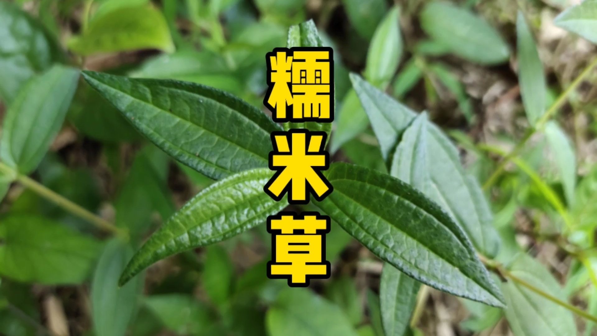 糯米草,也叫糯米团,生于溪谷林下阴湿处,全草药用;味甘苦,性凉。糯米草在很多民族药志里都有