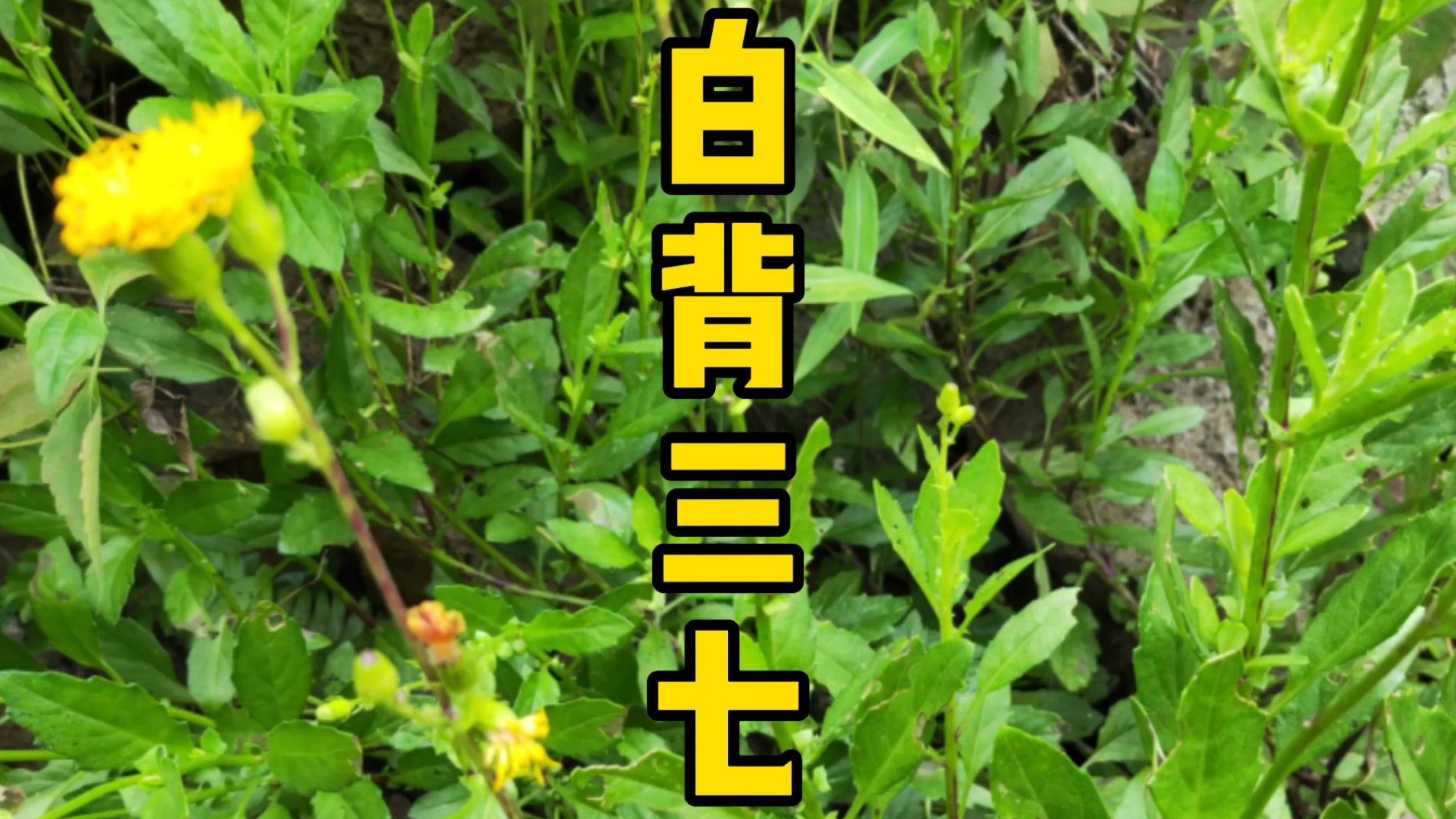 #每天认识一种植物# 白背三七也叫白子菜,素有“神仙草”之称,是作用非常广泛的一种草本植物