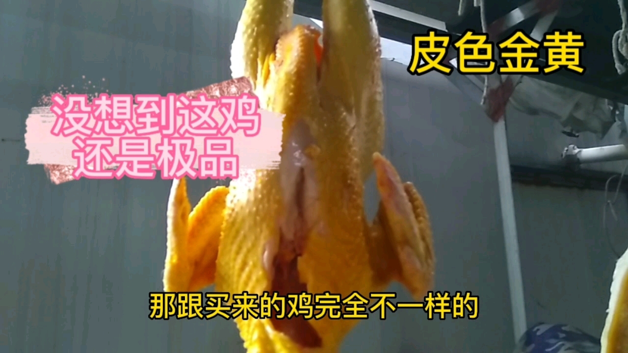 一个不起眼的小公鸡,杀好后且发现是极品