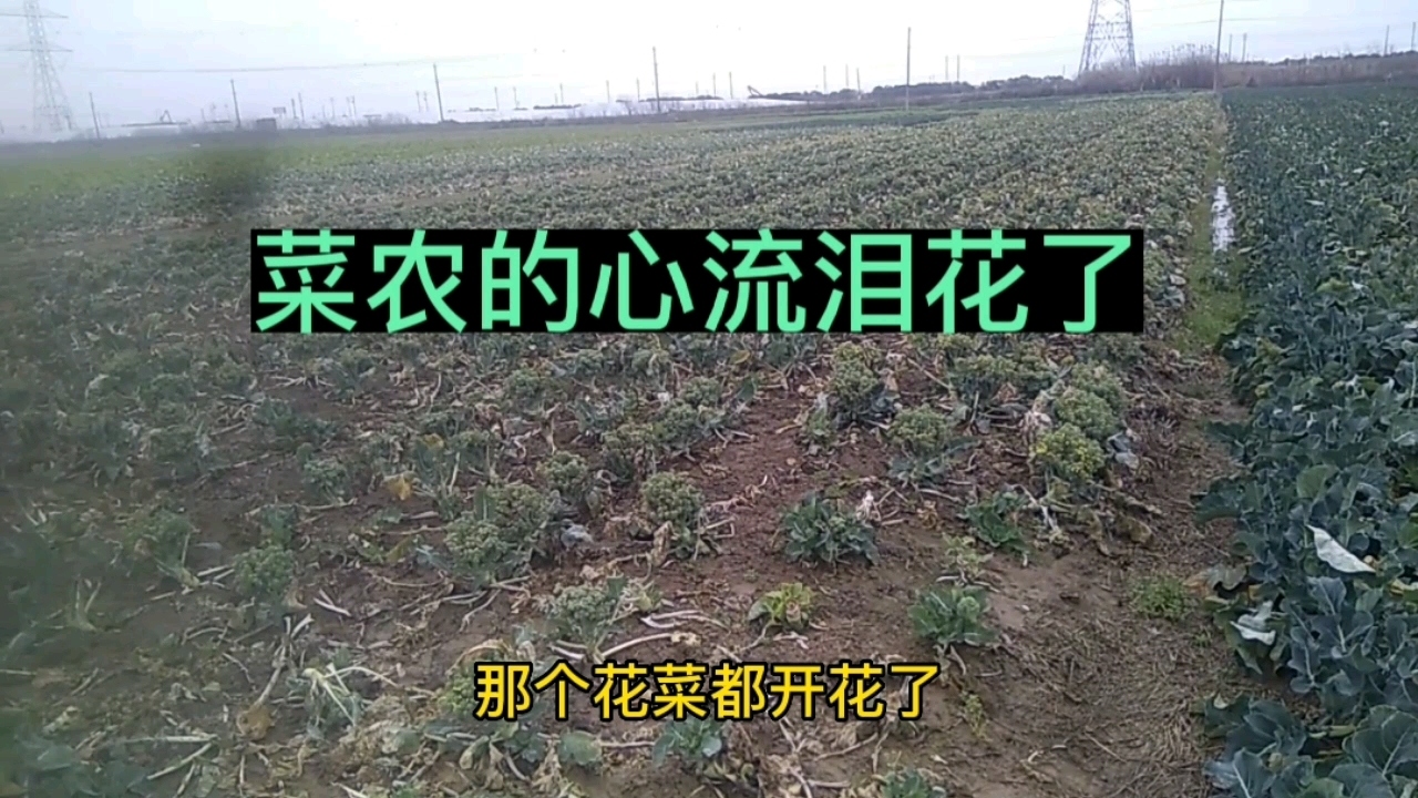 西兰花菜开花了,菜农的心里流泪花了