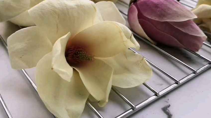 #想把这些春天的菜都吃一遍#楼下的玉兰花开了,玉兰花除了欣赏,还可以吃,你知道吗?花瓣采摘