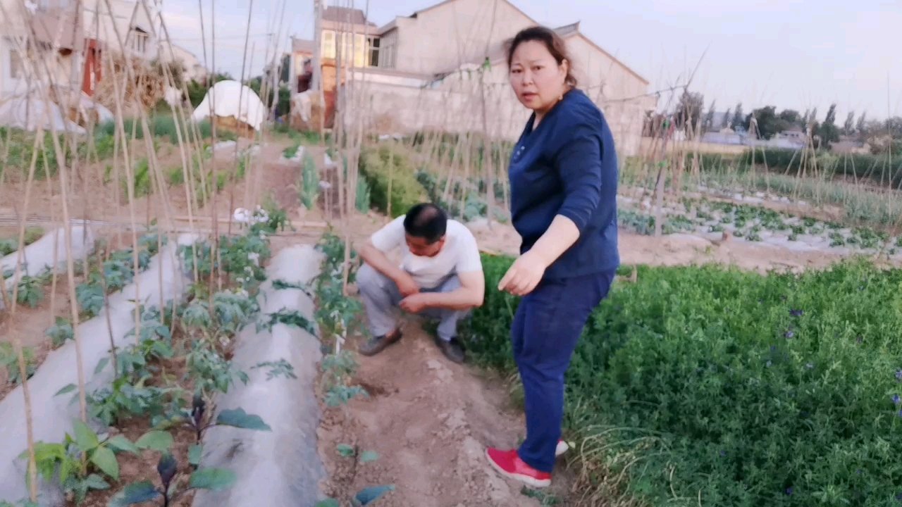 看看我的小菜园,各种各样的蔬菜。