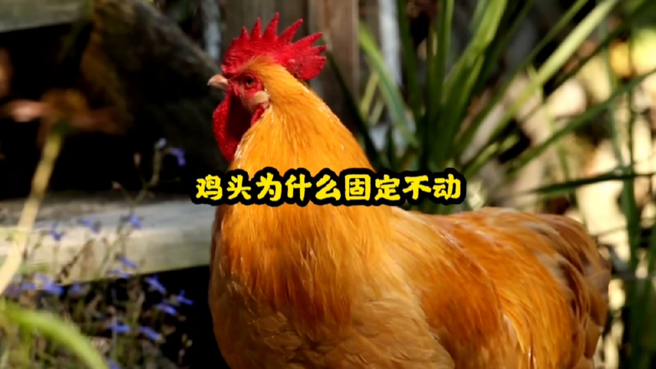 鸡头为什么可以在运动中保持稳定不动?#轻知计划#