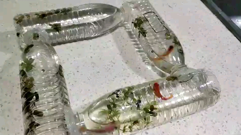 矿泉水瓶做循环鱼缸 周末和孩子一起动手做了生态循环鱼缸,养鱼儿。 第一部:收集了几个矿泉水
