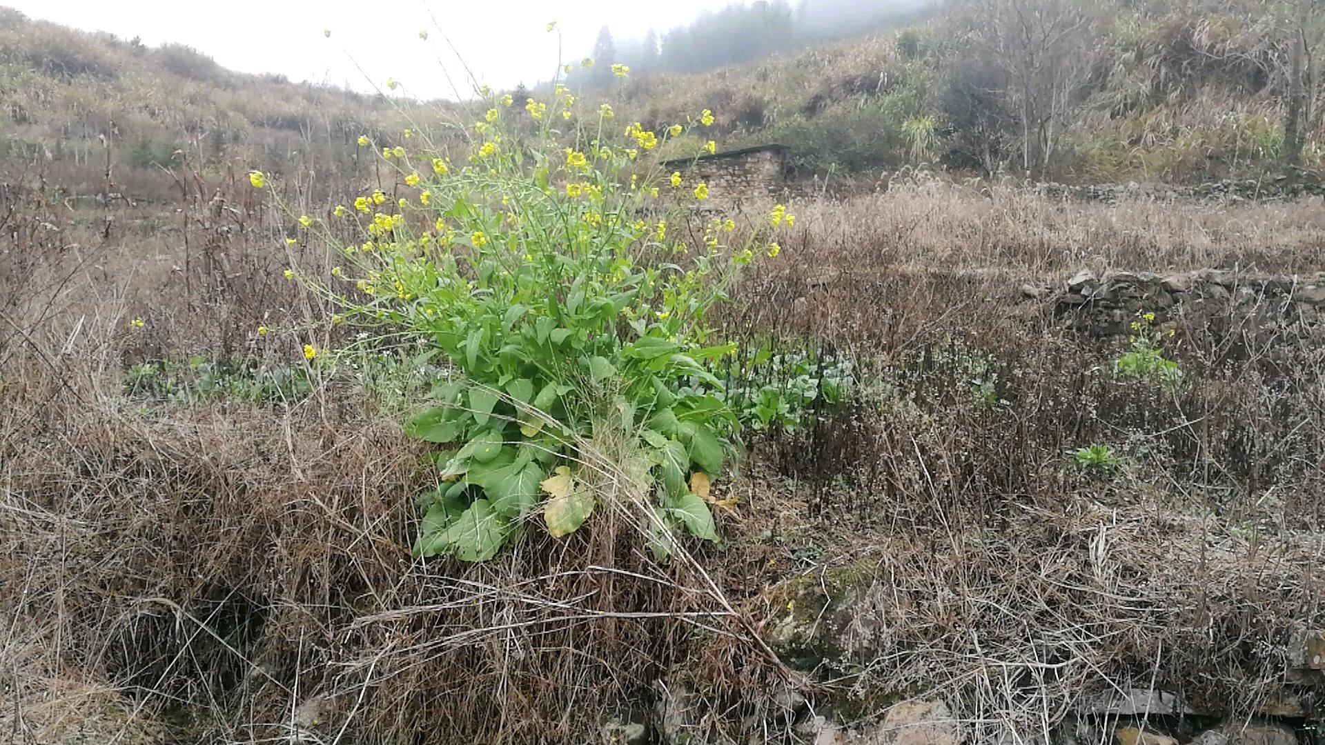 田埂上孤独白菜春天来了