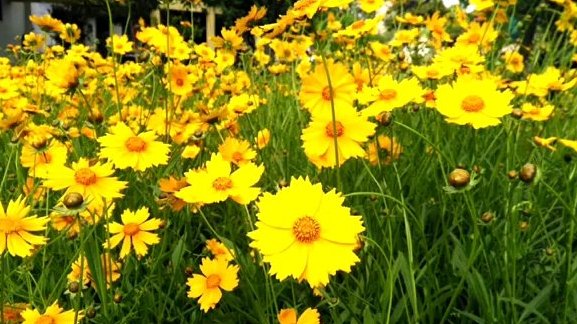 金鸡菊,勇敢积极向上的心～