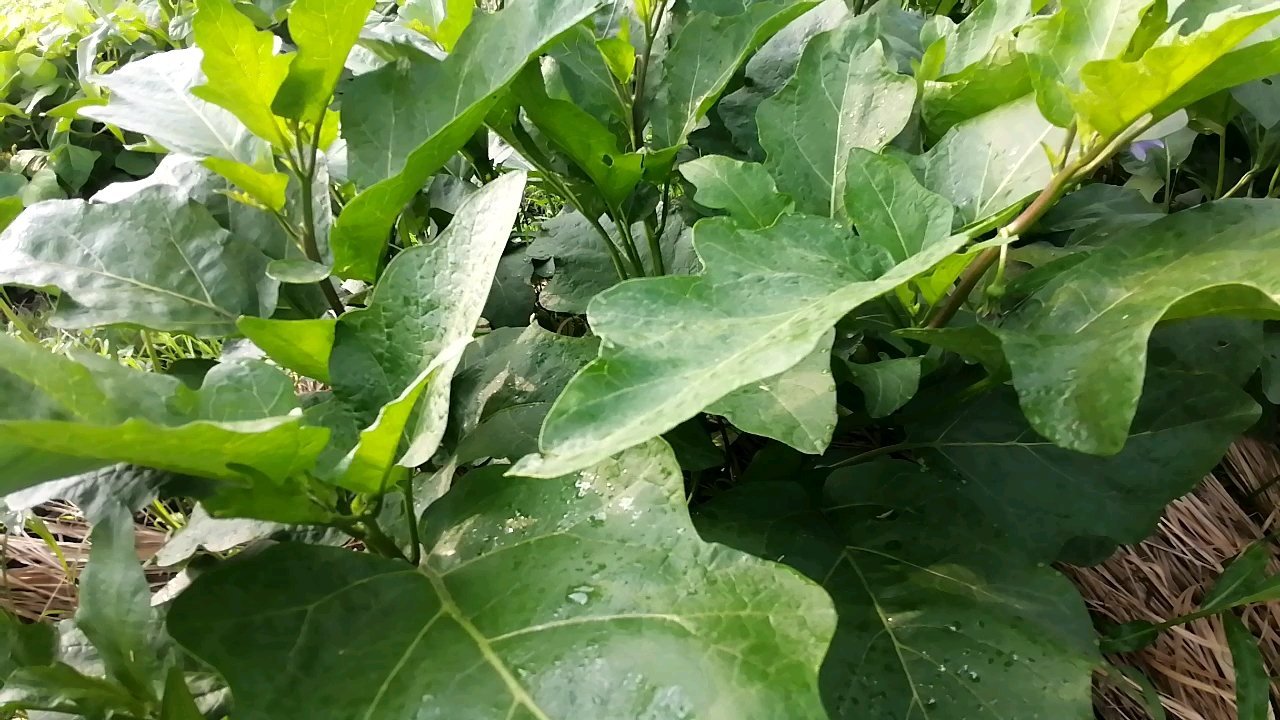 菜地里的农家菜