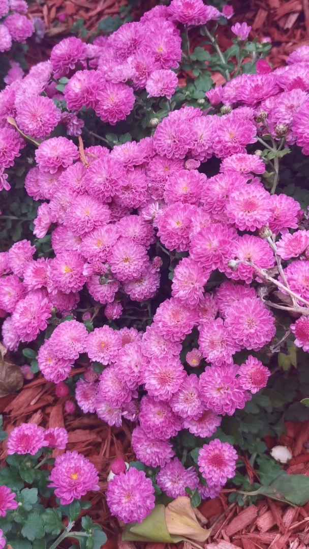 秋天的野菊花#知秋手机摄影大赛# 