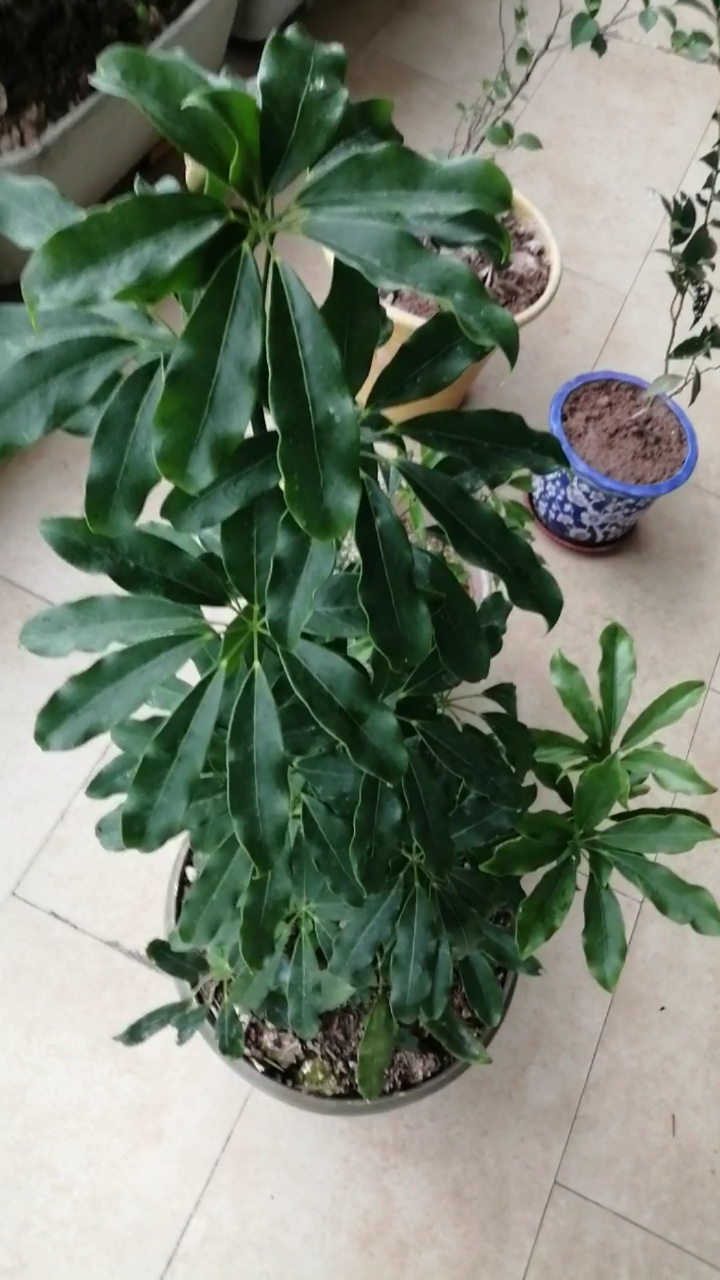 大年初一,盘点下一年来得到的四种鹅掌柴属植物  视频中没有夏威夷鹅掌柴,种到山上去了,已开