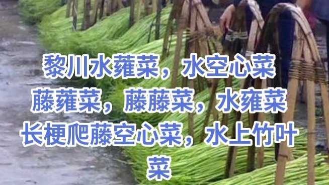 #三农百科# 农户田间种植一种野菜,水陆两栖种植藤蕹菜,亩产万斤,使农户走上发家致富之路,