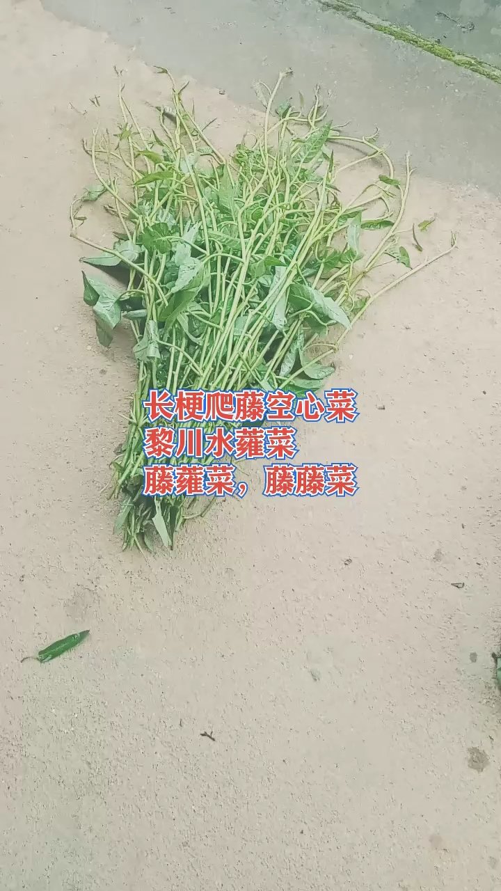 水上竹叶菜种植方法,无根插扦苗,整年收货,水陆两栖每产万斤,心动了吗 #长梗爬藤空心菜 #