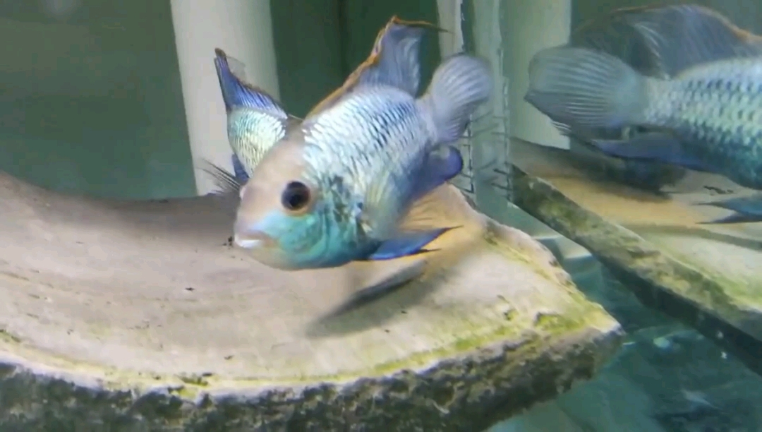 很漂亮的南美中型慈鲷--蓝宝丽鱼,体色蓝绿变幻,在鱼缸里非常亮眼,成鱼可长到16厘米左右,