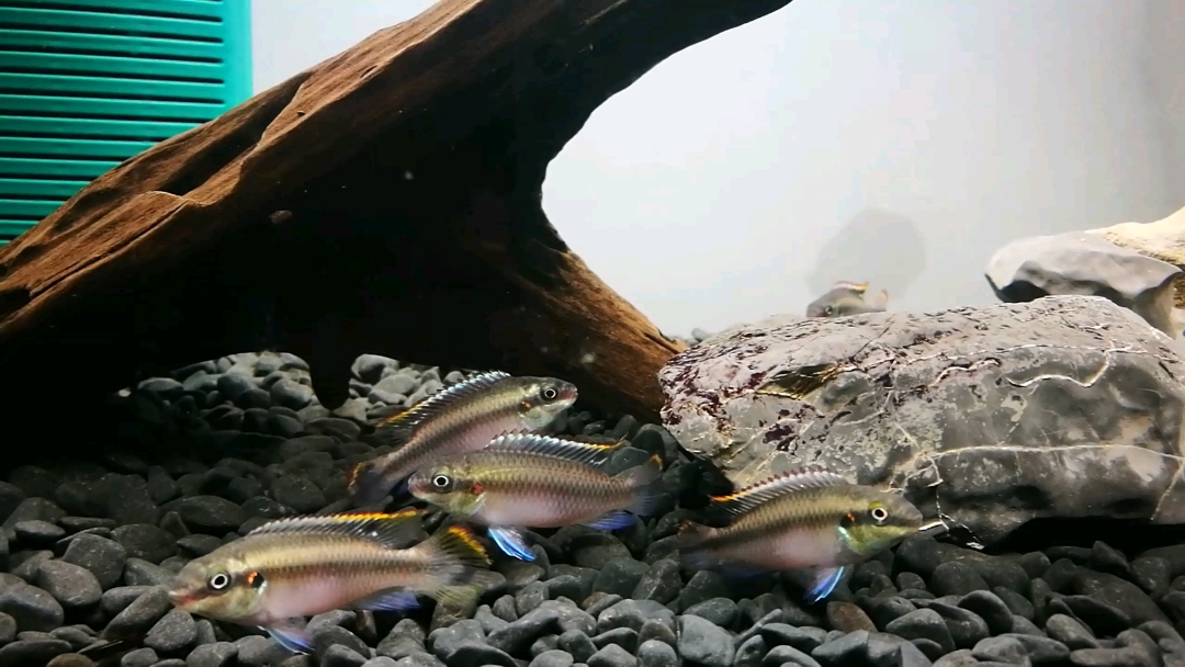 我们自己鱼场繁殖的红肚凤凰来了。