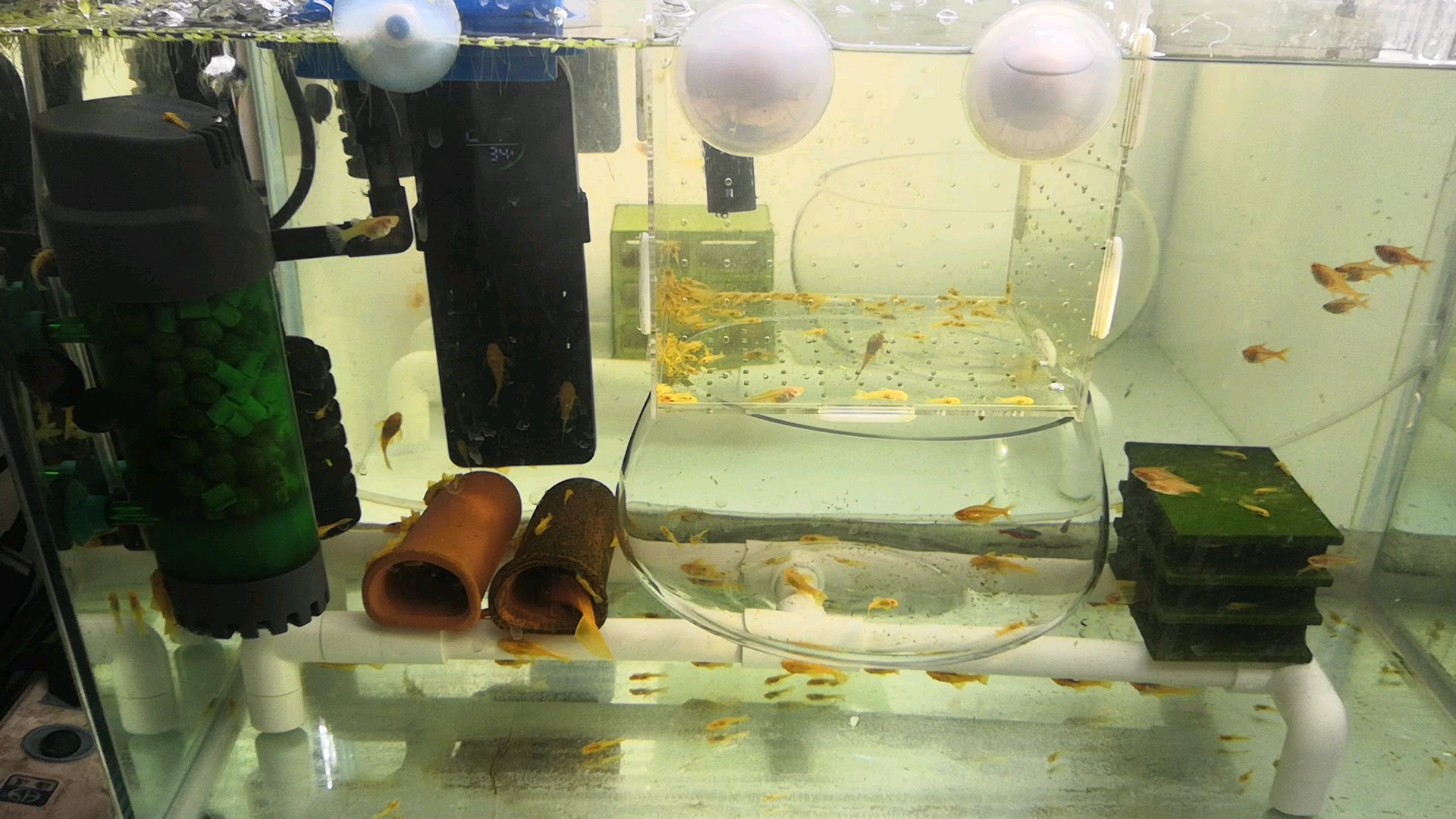 蓝眼黄金大胡子鱼缸