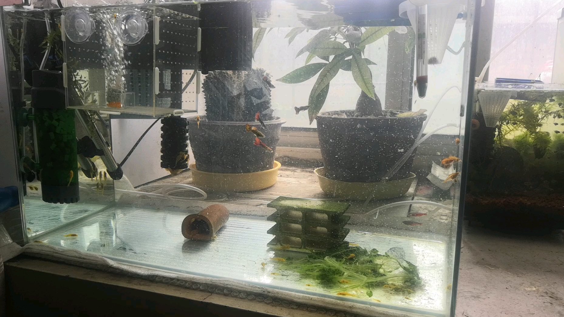 蓝眼黄金大胡子繁殖成功,喂食煮熟的菠菜和丰年虾。