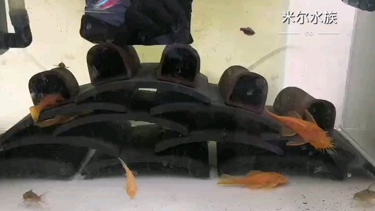 黄金蓝眼大胡子换新家喽! 新成员:黄金蓝眼大胡子,黄金红眼大帆,鼠鱼,神秘螺,苹果螺,宝莲