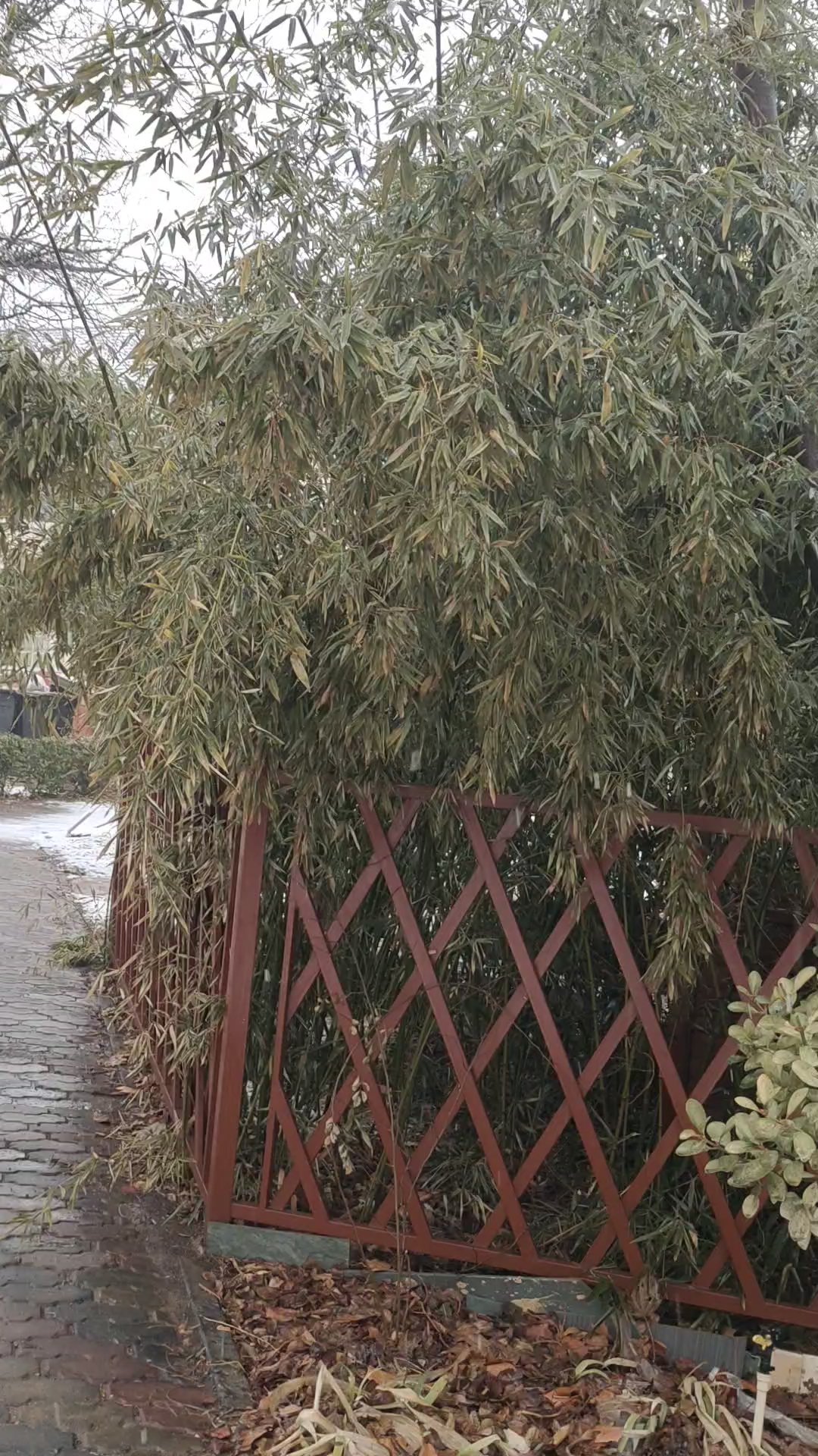 今天,老天爷又恩赐了一场春雪,时雪[雪花][雪花],时雨[下雨][下雨],洋洋洒洒,淅淅沥