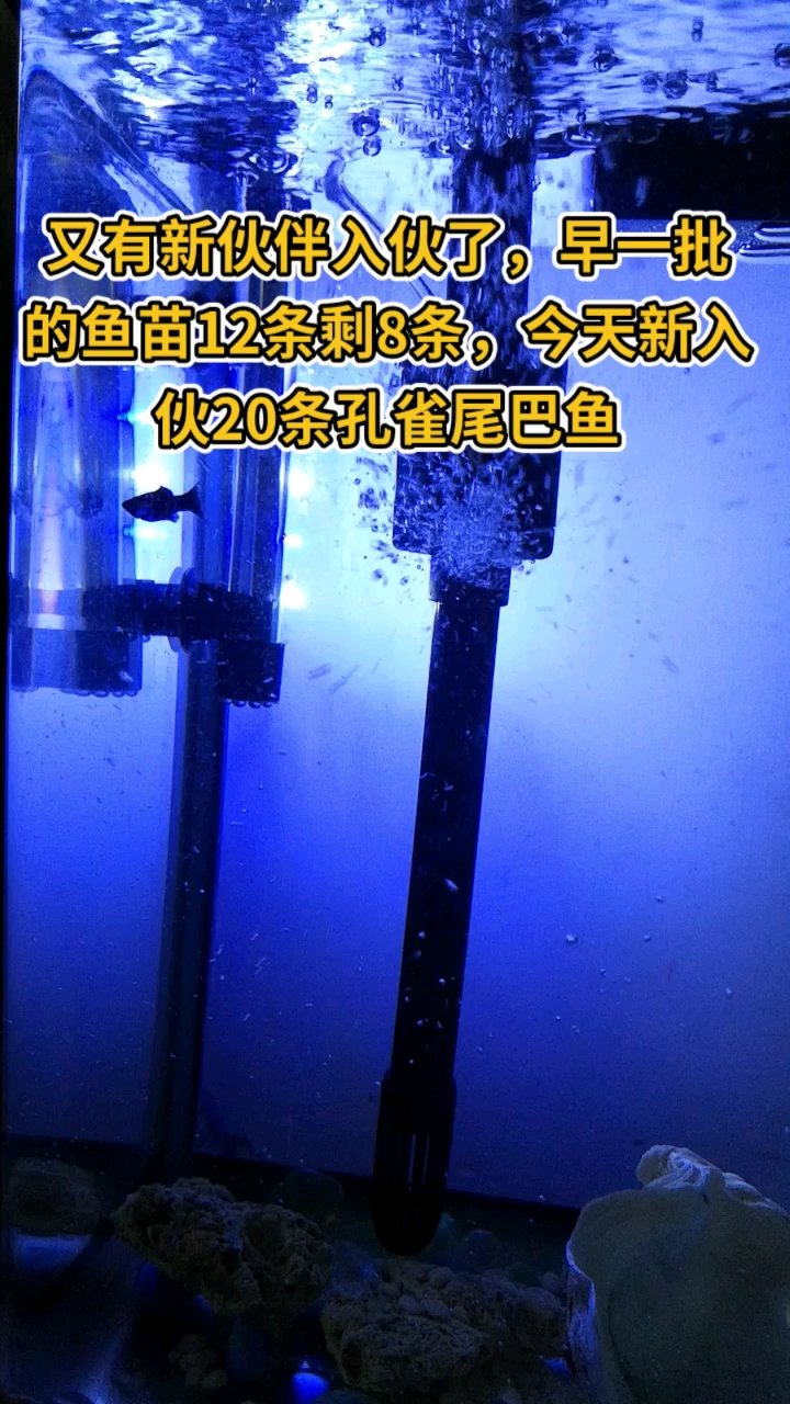 第一批入住的12条鱼苗剩8条,今天入住20条孔雀尾鱼,现在每天看看都舒服,好好伺候伺候,学