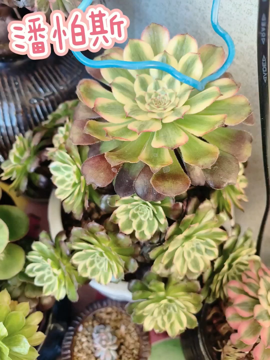 祝花友们在新的一年里貌美如花,运气如花,有钱花[嘻嘻]