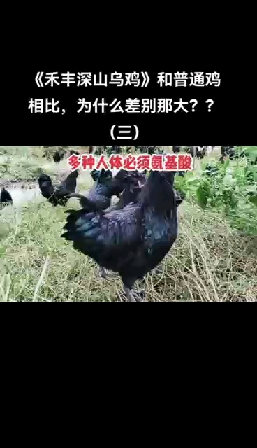 盐津乌骨鸡《禾丰深山乌鸡》和普通鸡为什么差别那么大?
