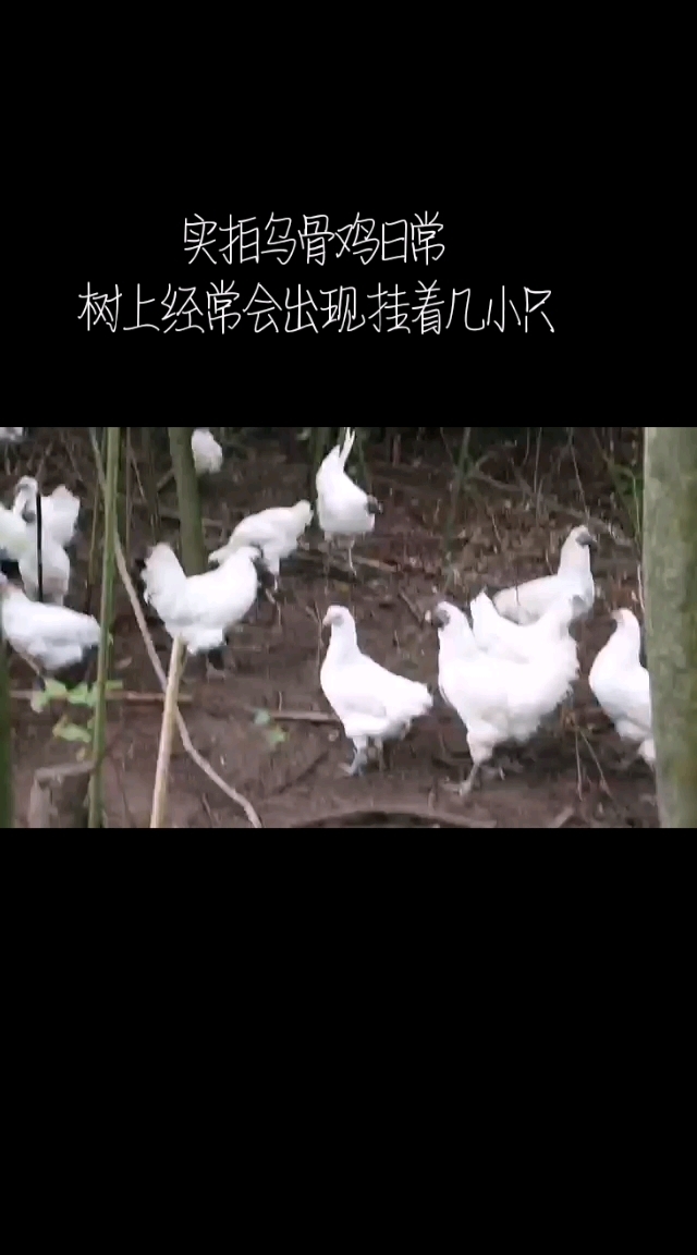这是专门散养白羽盐津乌骨鸡的鸡舍,看到它们每天自由自在在森林玩耍,真想把它们都抓去打工,体