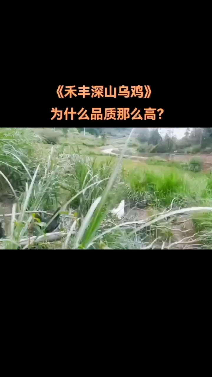 《禾丰深山乌鸡》为什么品质那么高?它采用科学的养殖方式,在盐津普洱镇箭坝村深山中散养了30