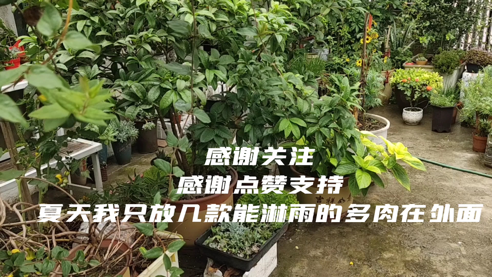 最好度夏的多肉!来看看我养的啥品种