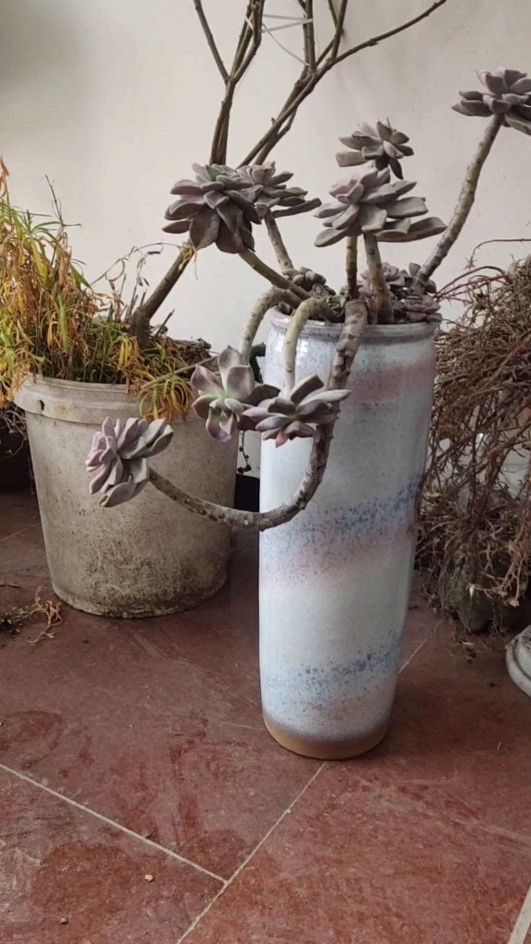 春天來了!大家种多肉了吗?有没有心动呀!