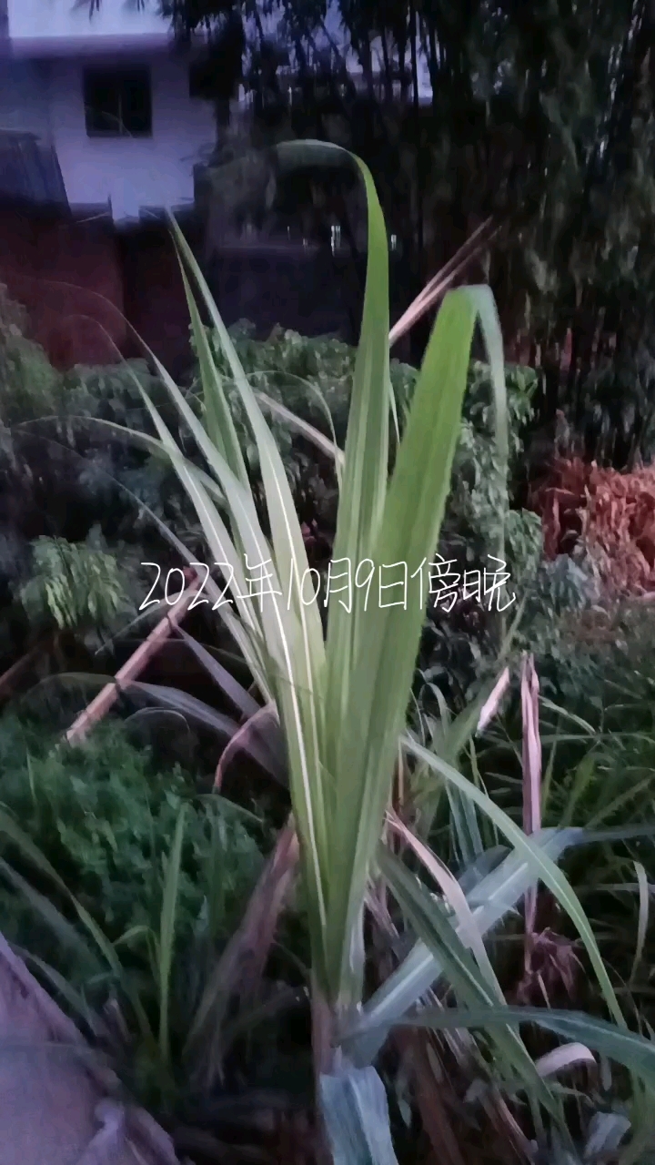 菜园淋菜 2022年10月9日星期天傍晚,气温16到31度,西北风三级,明天气温更凉。昨天