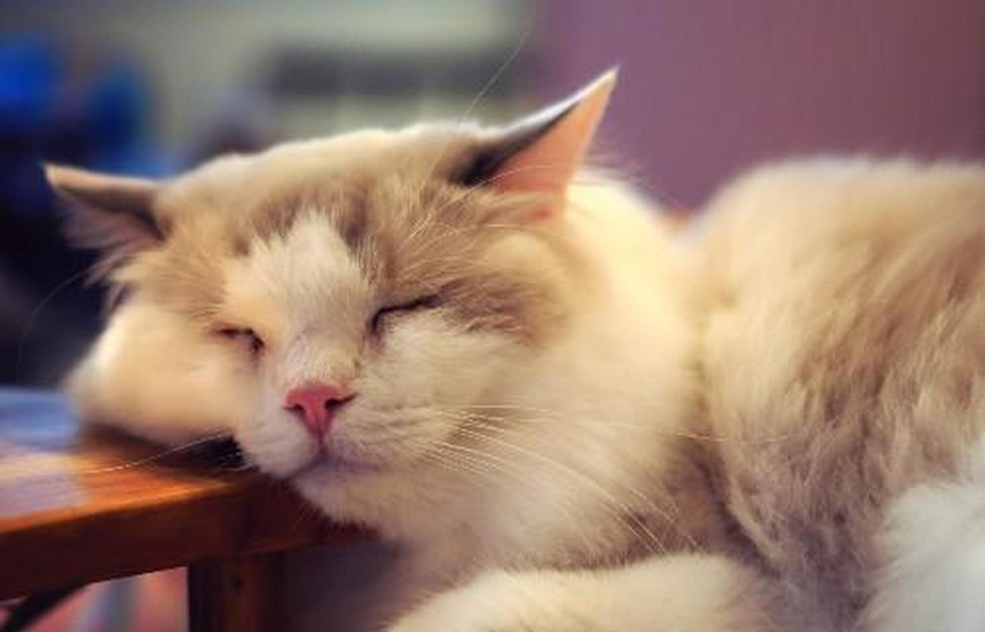 小懒虫又睡着了