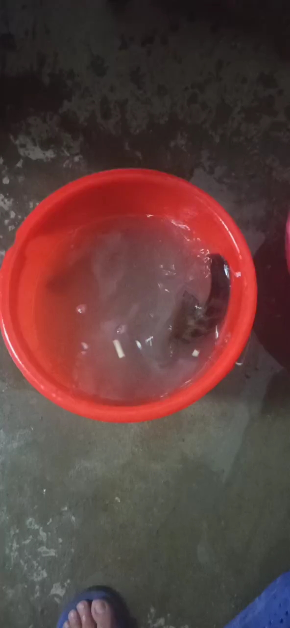 野生黑鱼