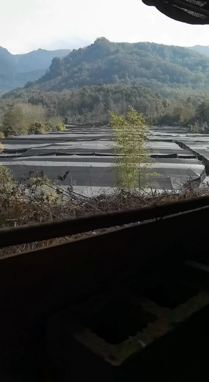 ????羊肚菌基地,火塘烧水煮茶,质朴的生活,本真的味道!????♥️????