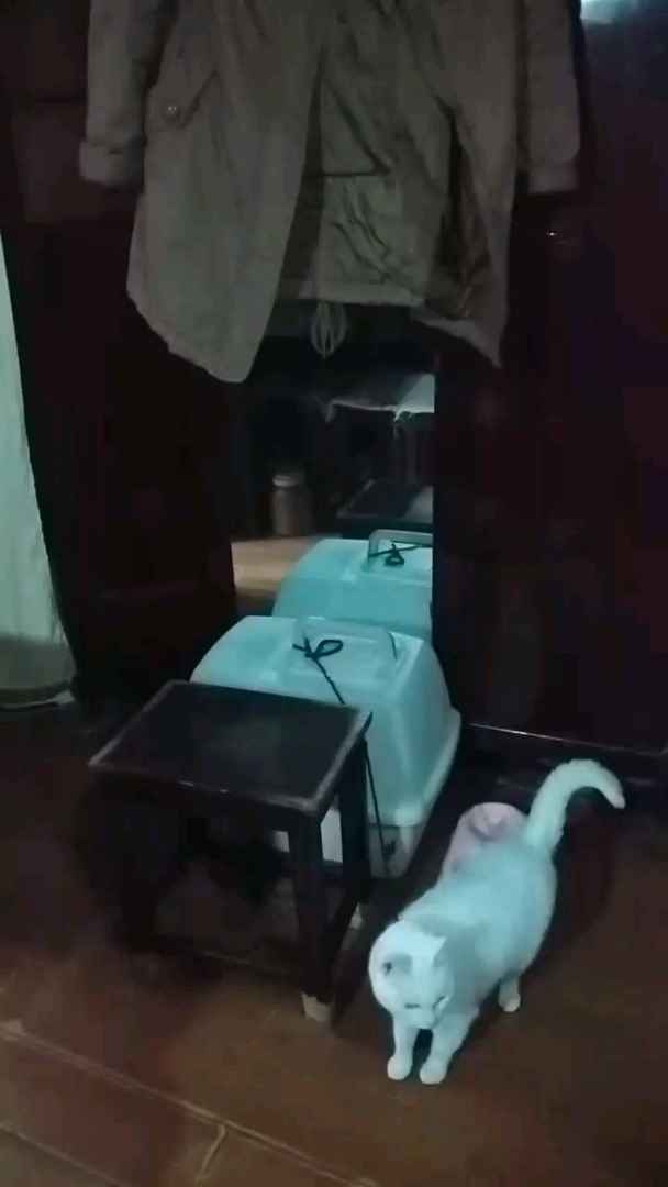可爱的小白猫