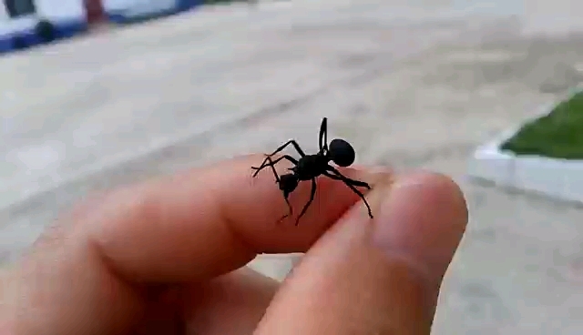 能泡酒喝吗?有什么功效呢?[微笑][微笑]