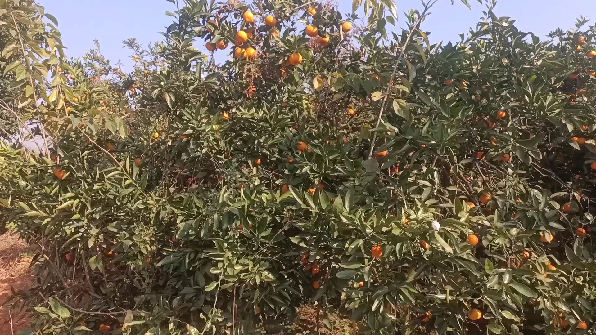 小余今天跟弟弟,弟妹一起去摘橘子,他们在橘子园吃的太嗨了