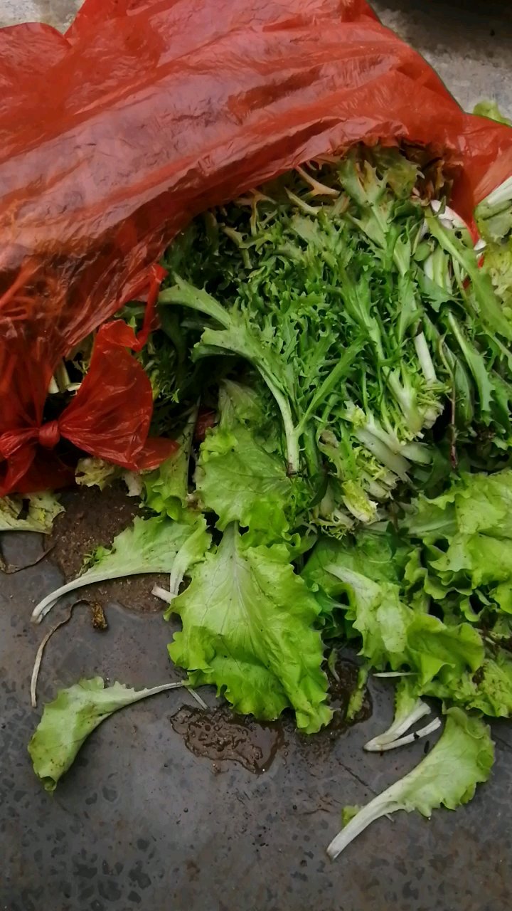 离开热闹的城市生活,来到山村,最大的好处是可以吃到有机蔬菜的,自己种邻居送,朴实中作乐。喜