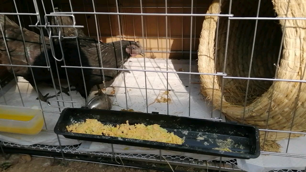 两只五黑鸡来了快养一个月了,今年青岛的冬天是历来最冷的,真的有点后悔在冬天抓鸡养鸡,每天都