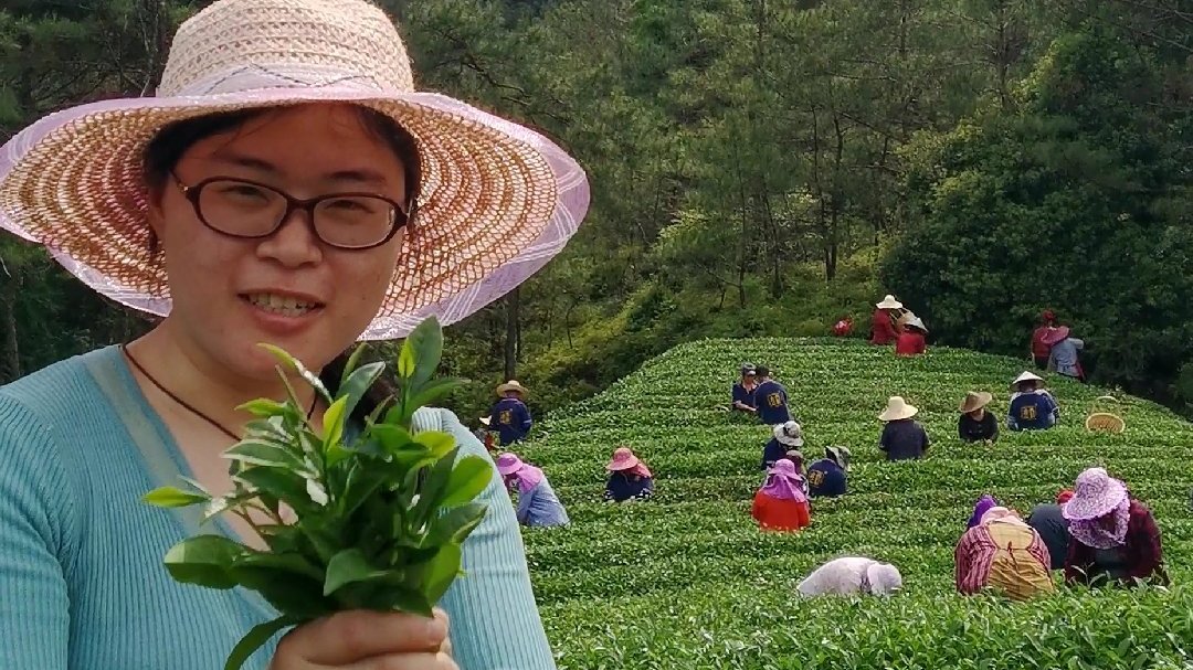 到武夷山牛栏坑采摘肉桂了 这的肉桂你猜一斤多少钱?[微笑]