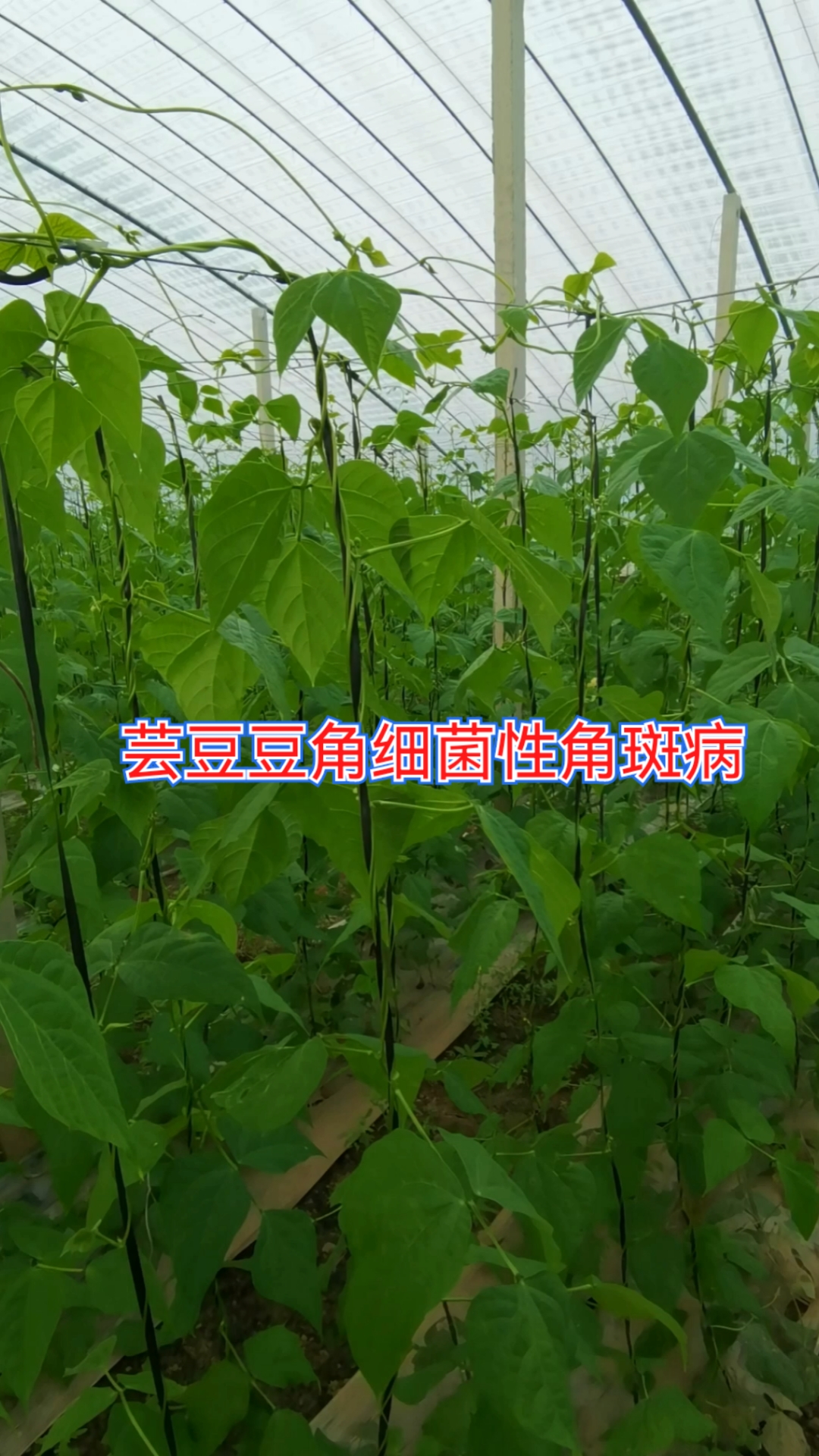 芸豆豆角的细菌性角斑病的发病症状原因和治疗方法