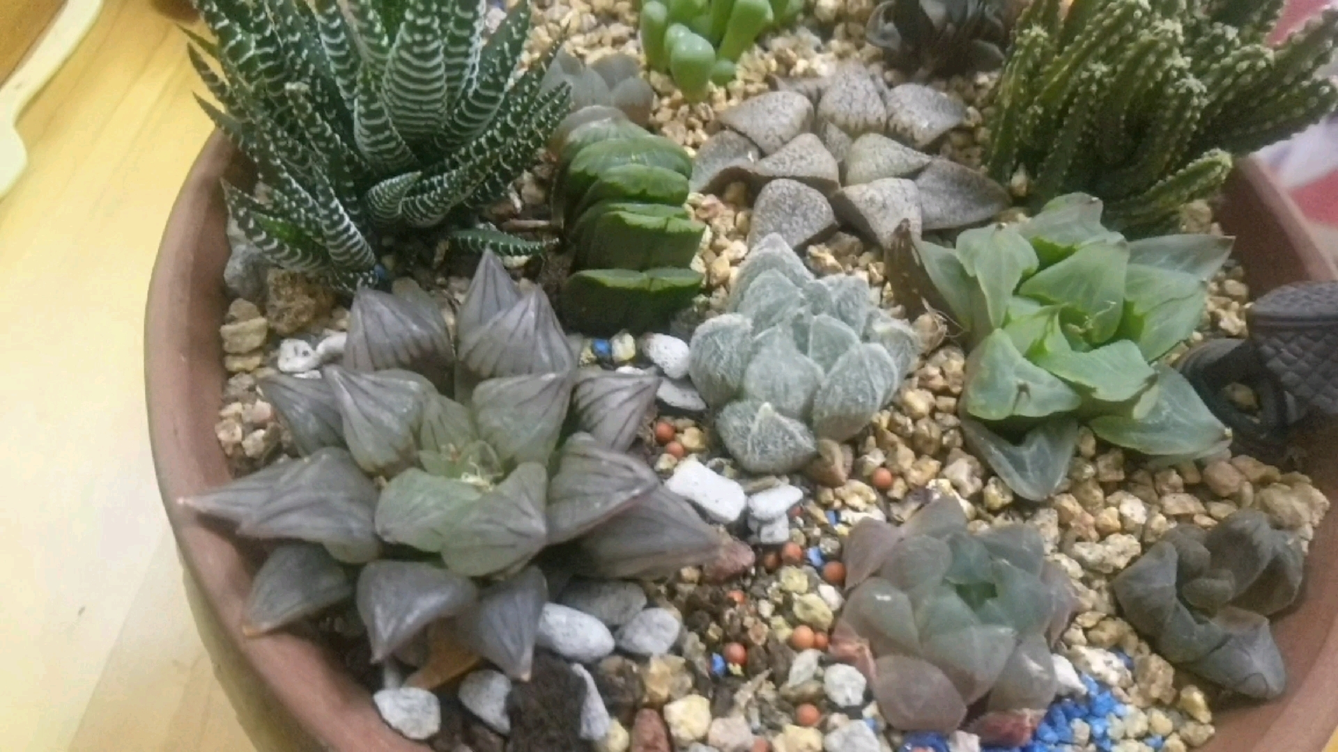 我家玉露要出镜啦#阳台多肉# #多肉联萌# #多肉植物#