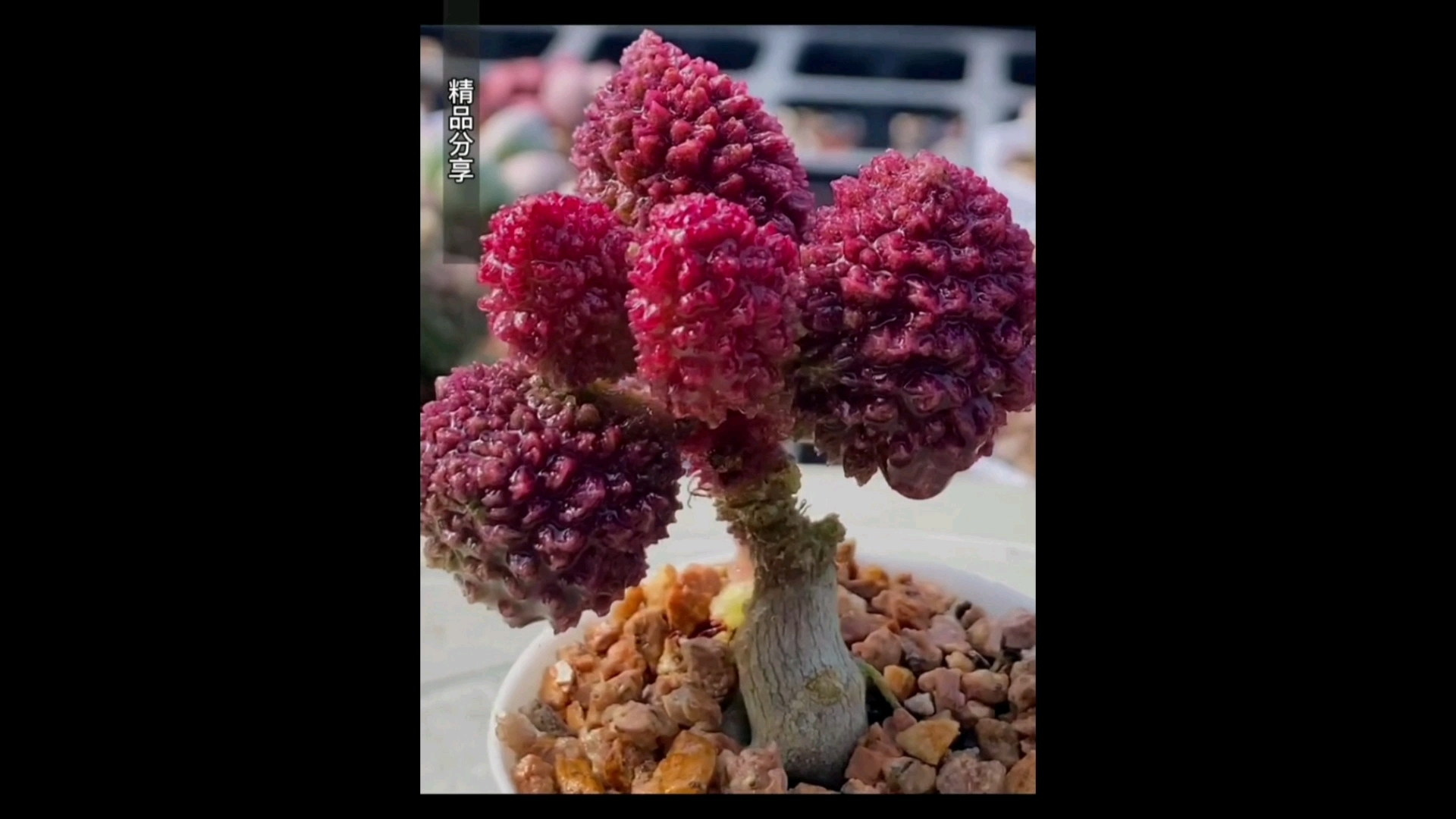 都是买不起的肉肉呀[饮酒醉]#多肉联萌# #记录多肉生长过程# #阳台多肉# #家居绿植#