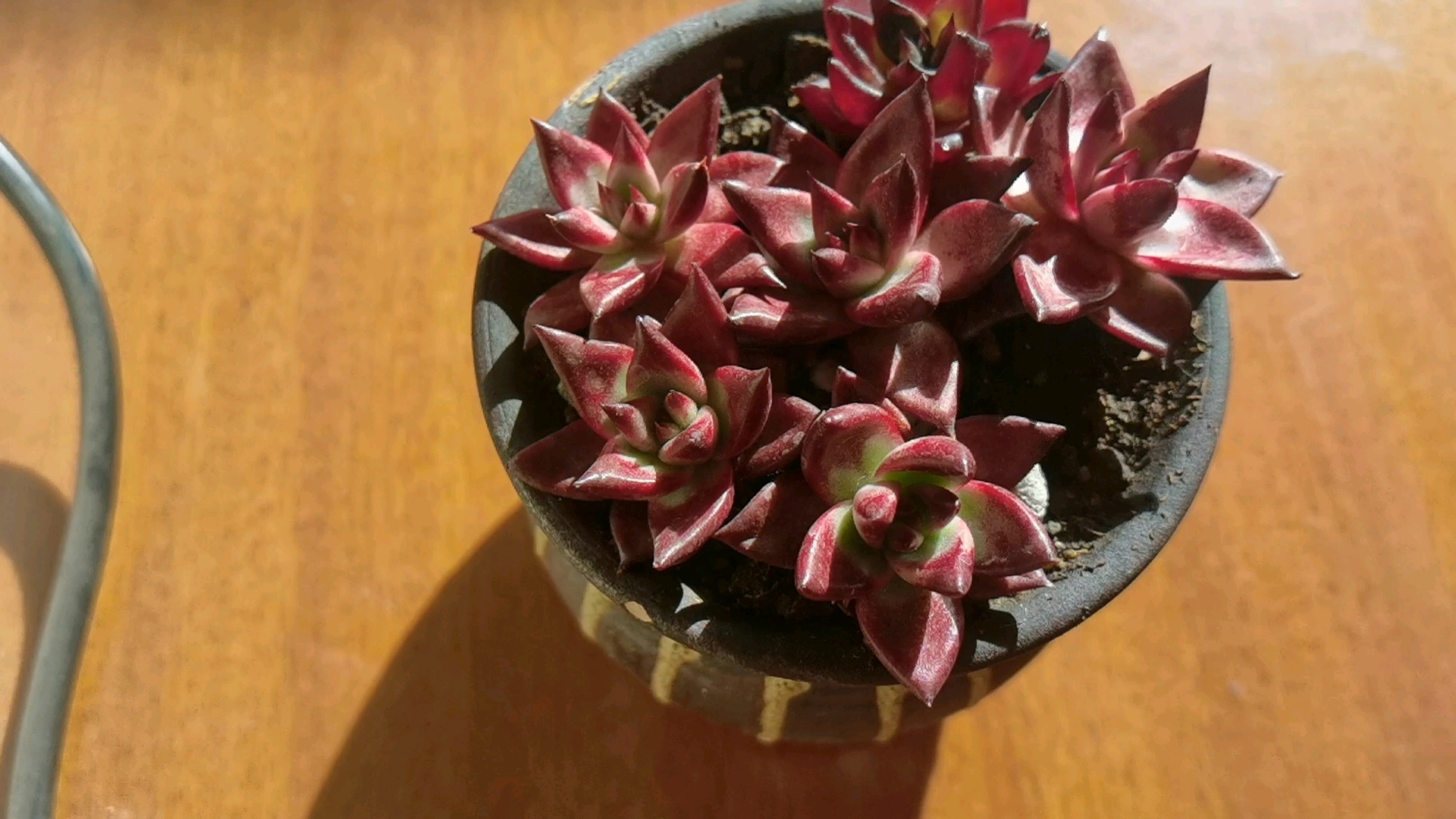 留不住的终究还是留不住呀!勿勉强#多肉联萌# #多肉植物# #记录多肉生长过程#