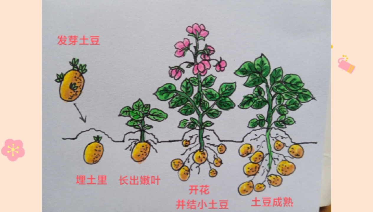 土豆成长过程简笔画#简笔画#