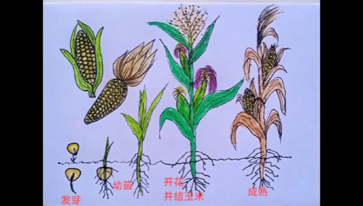 玉米成长过程简笔画#简笔画#