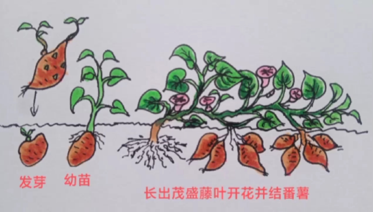 番薯成长过程简笔画#简笔画#
