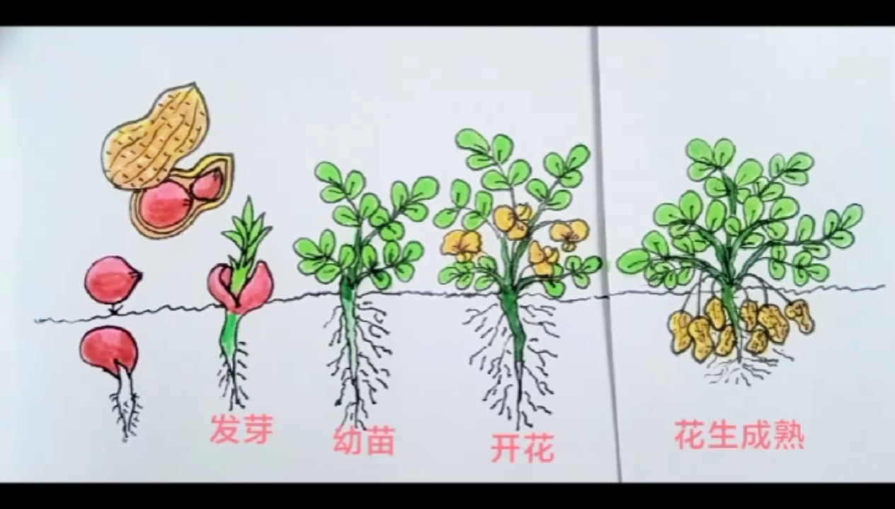 花生成长过程简笔画#简笔画#
