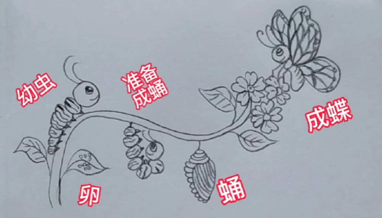 从卵到毛毛虫到蝴蝶的变化过程#简笔画#